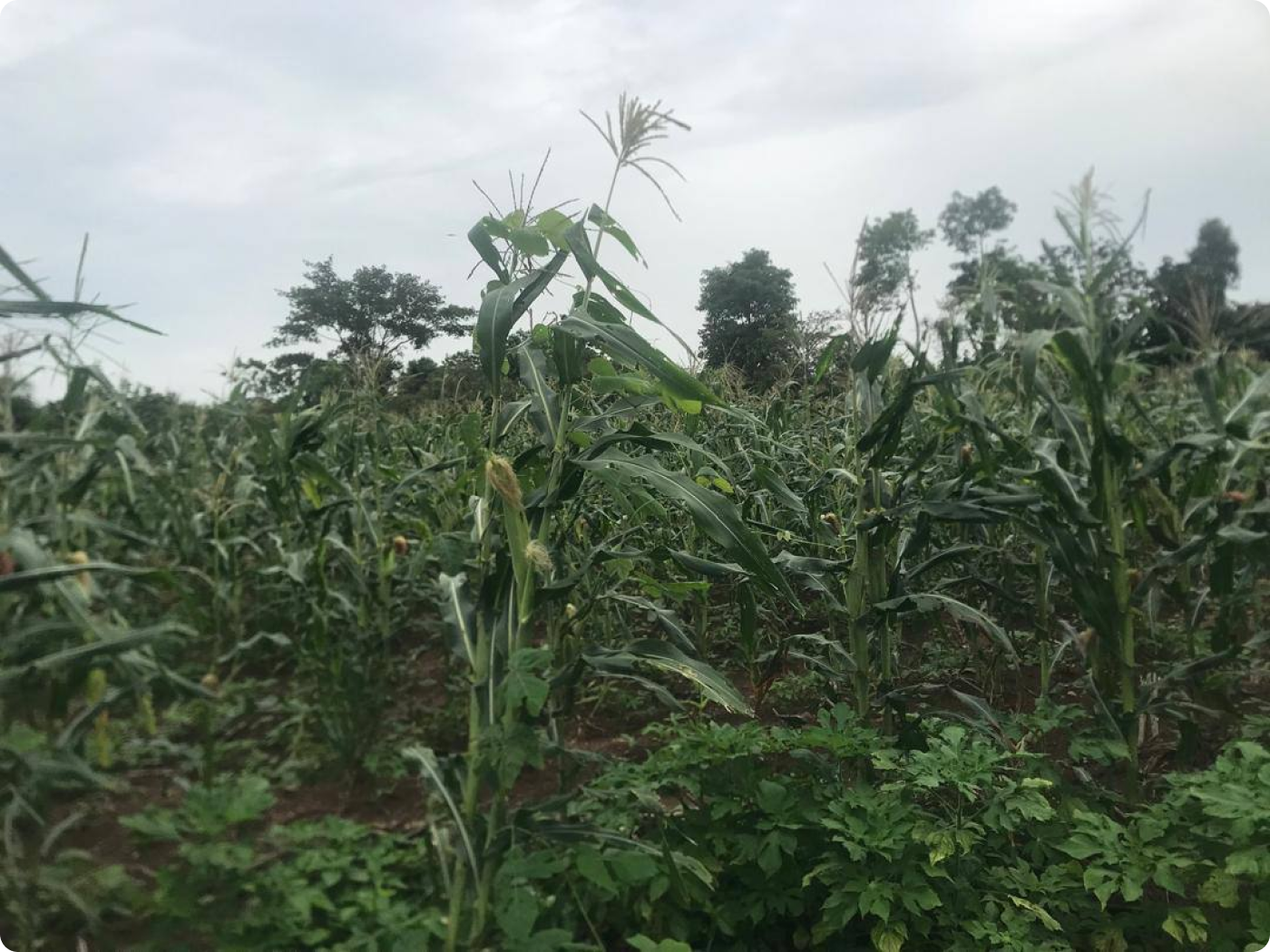 Farm workers in action